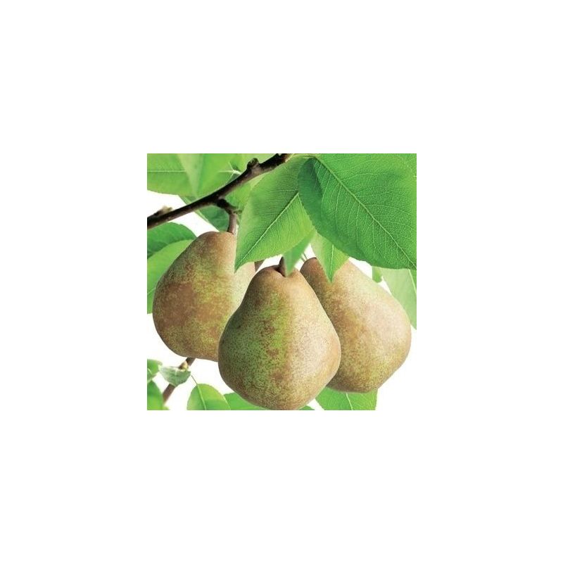 Pyrus Communis Doyenne Du Comice Eenvoudig En Snel Online Bestellen