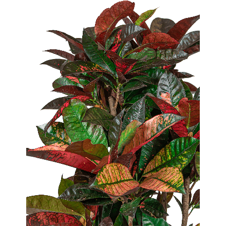 Croton Variegatum Iceton In Pure Soft Eenvoudig En Snel Online Bestellen