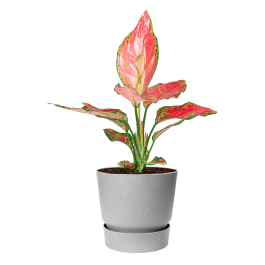 Aglaonema Cherry Baby In Greenville Eenvoudig En Snel Online Bestellen