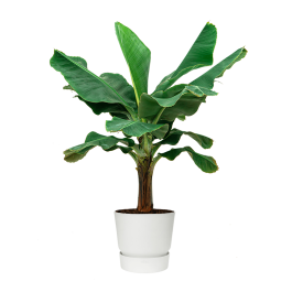 Bananenplant Musa Xl In Pot Greenville Eenvoudig En Snel Online Bestellen