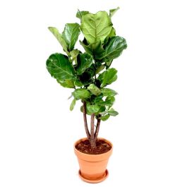 Ficus Lyrata Vertakt In Terracotta Eenvoudig En Snel Online Bestellen