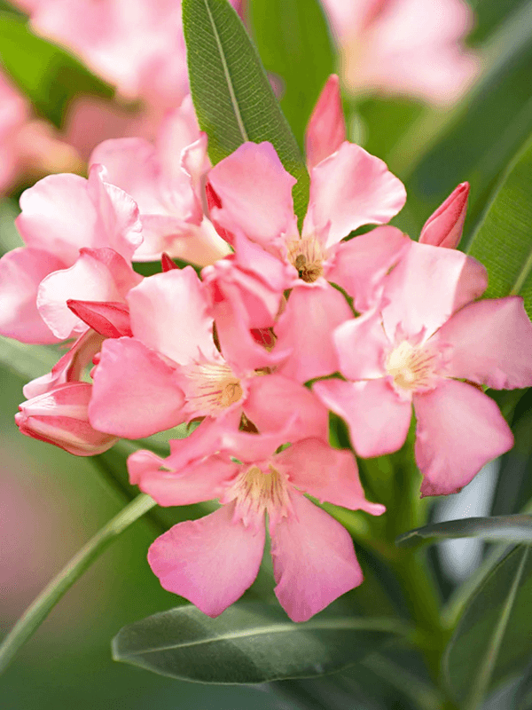 Oleander