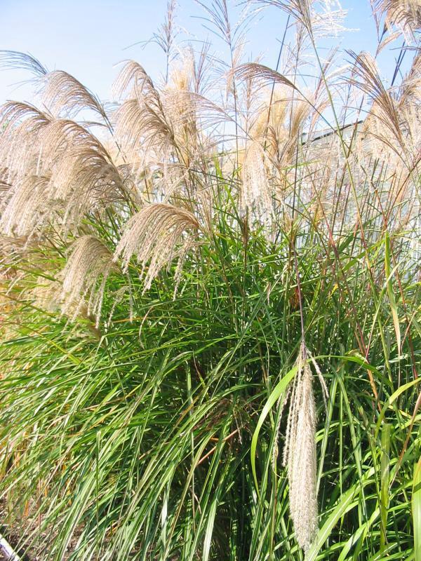 Miscanthus