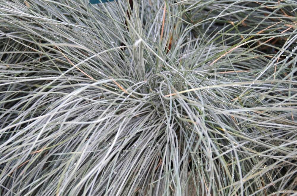 Festuca