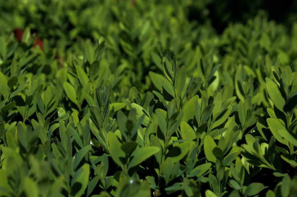 Buxus