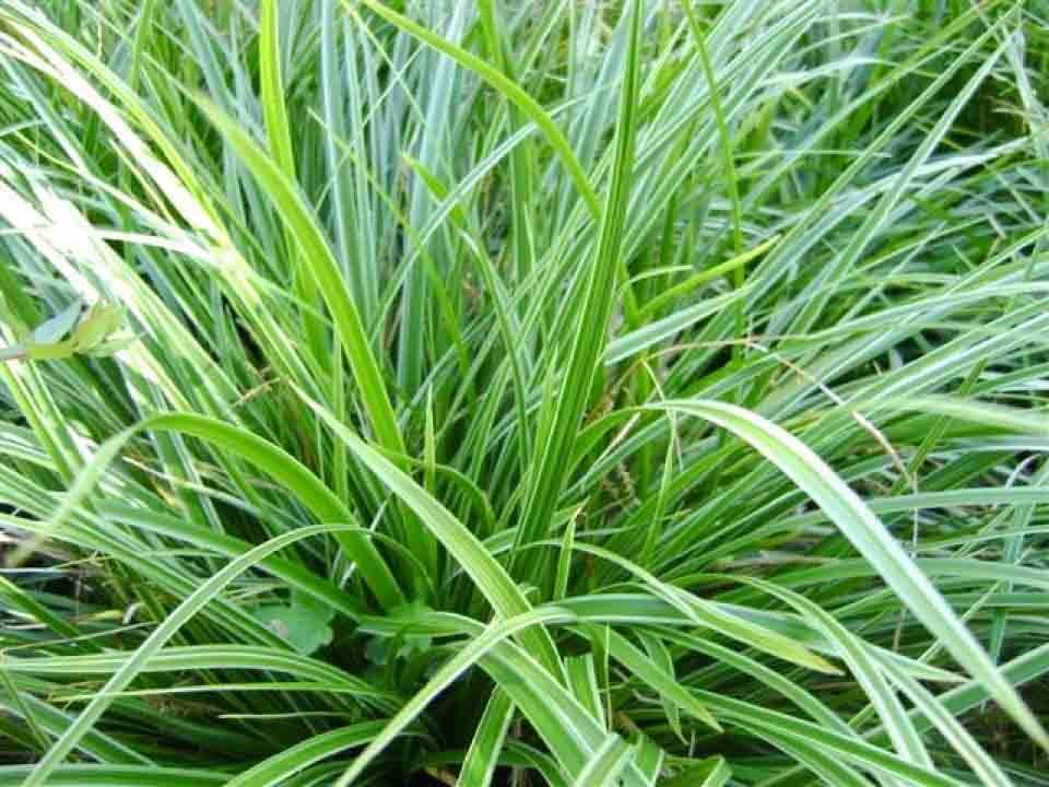 Carex