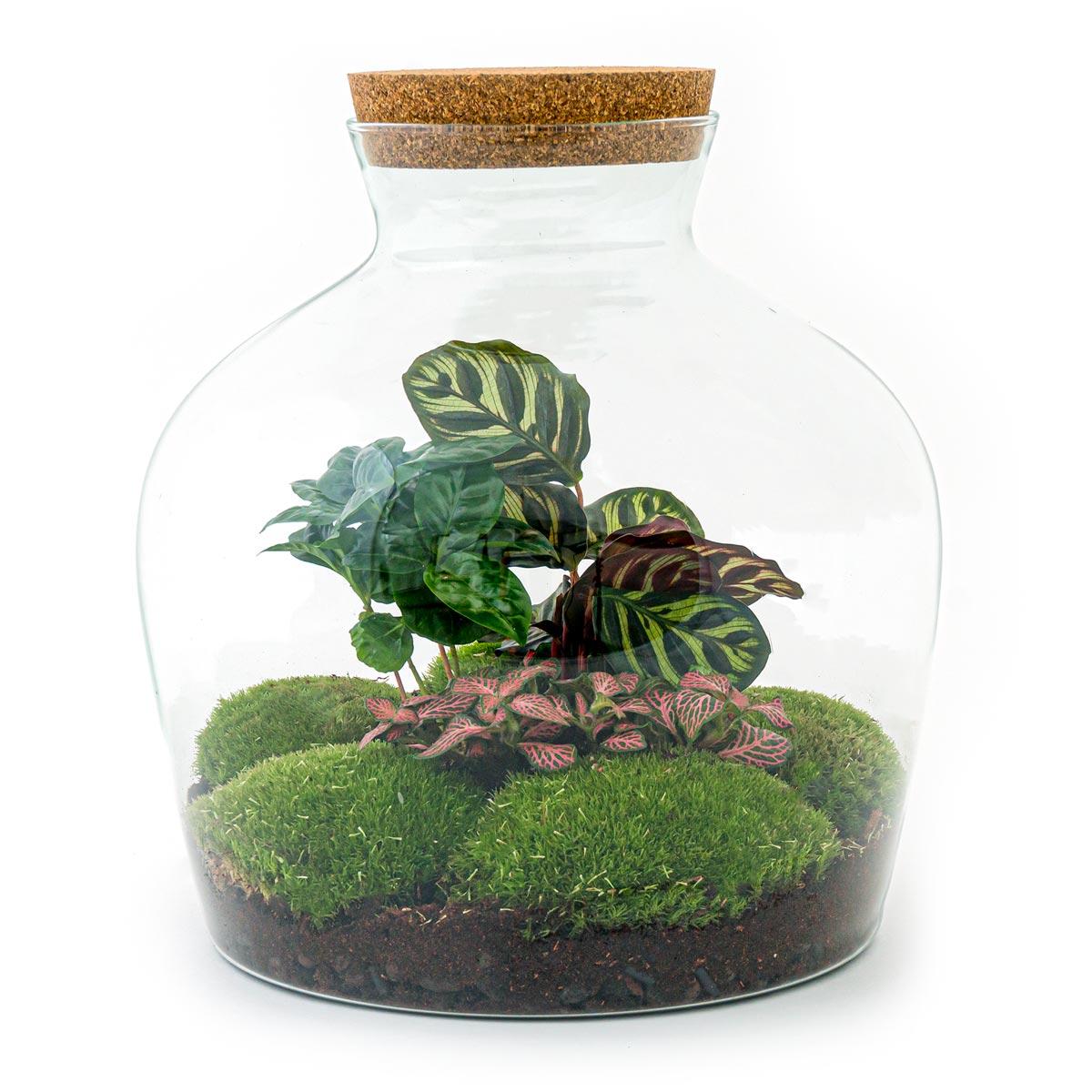 Terrarium