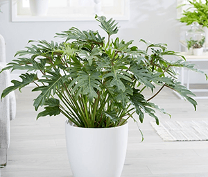 Philodendron