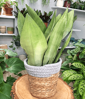 Sansevieria