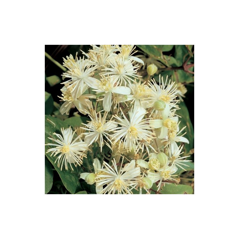 Clematis vitalba