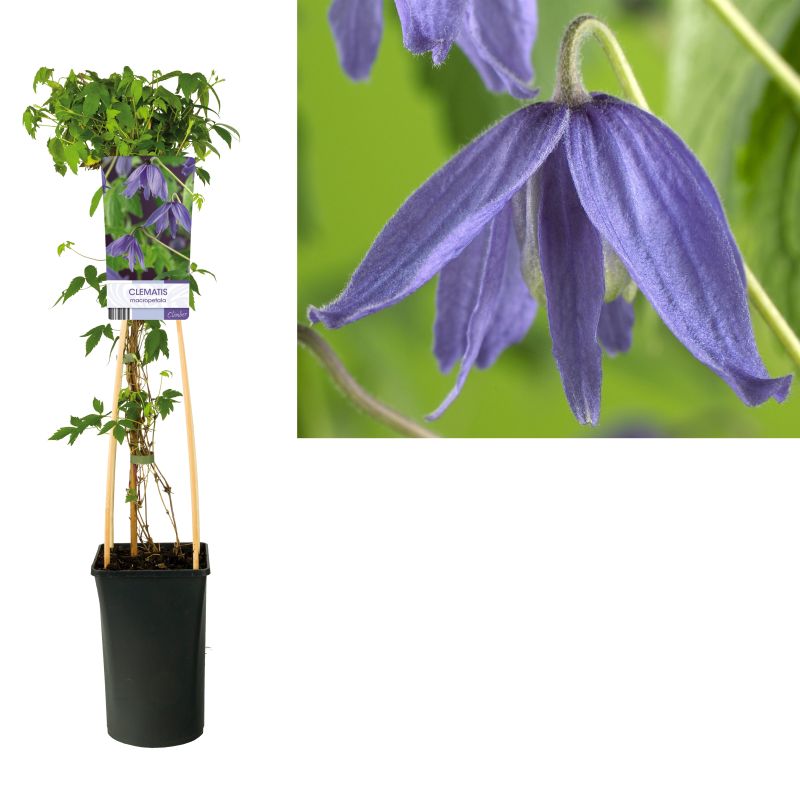 Clematis macropetala