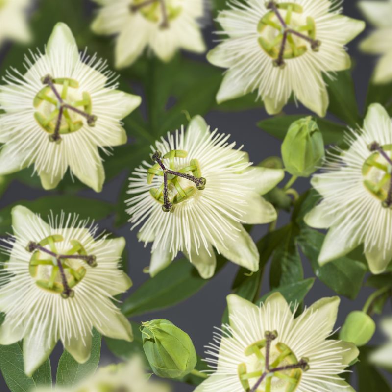 Passiflora Snow Queen