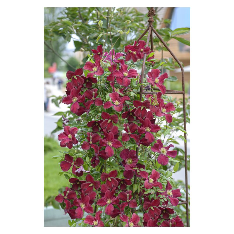 Clematis Vitiwester