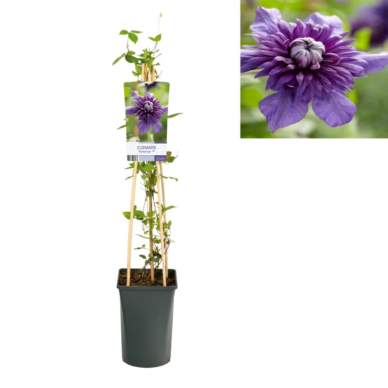 Clematis Kokonoe