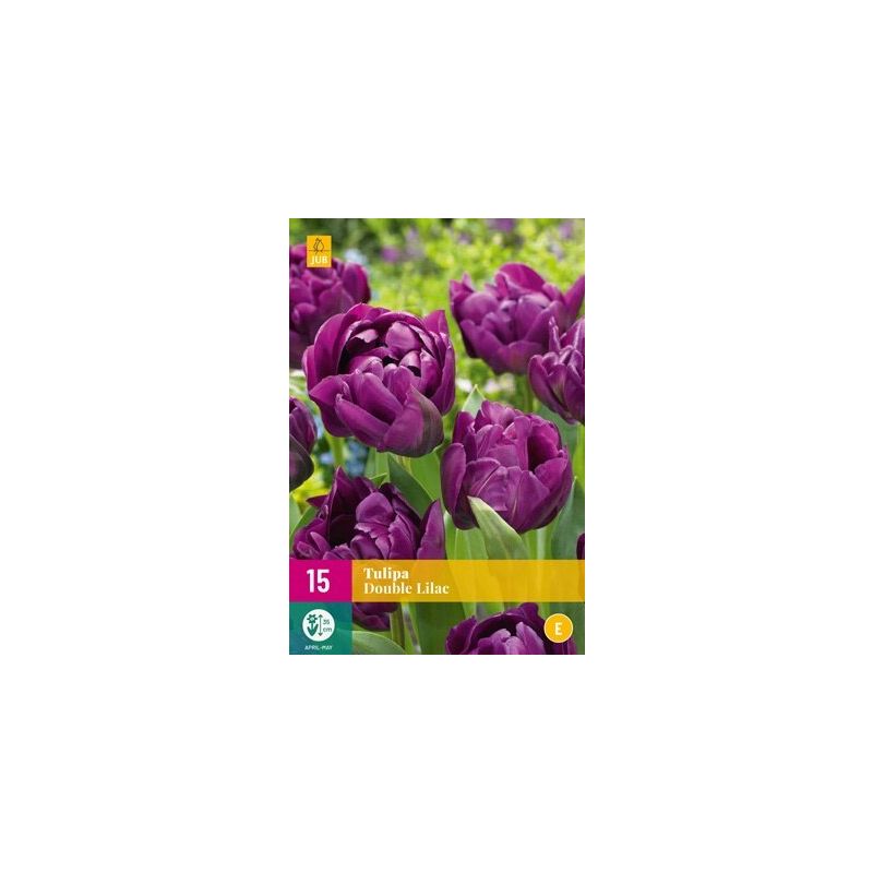 Tulipa Double Lilac