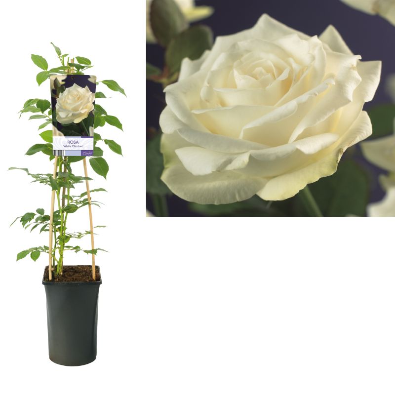 Rosa White Climber