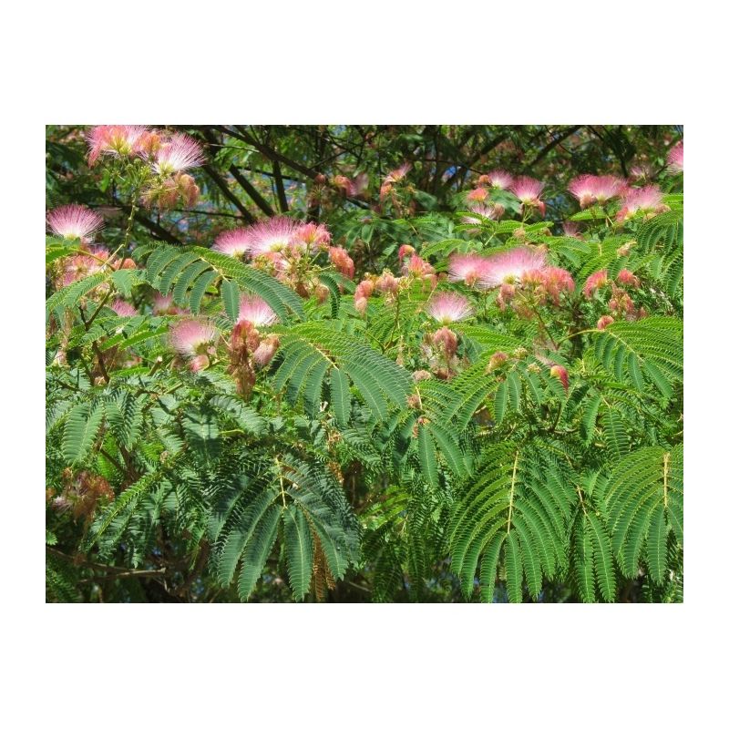 Albizia Julibrissin - meerstammig