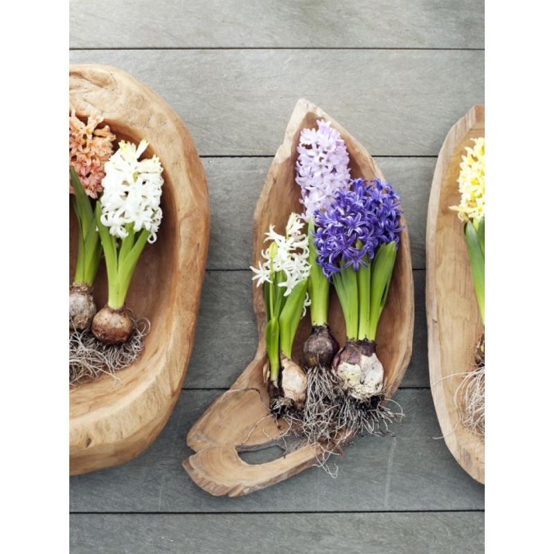 Hyacinthus Mix