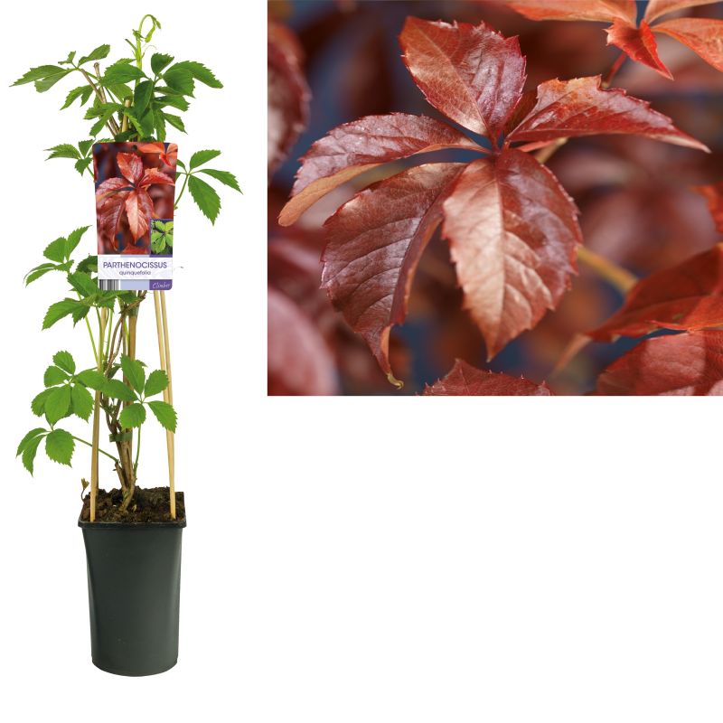 Parthenocissus quinquefolia