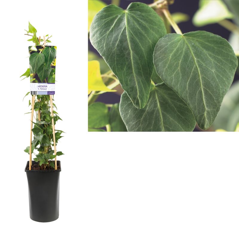 Hedera Natasja