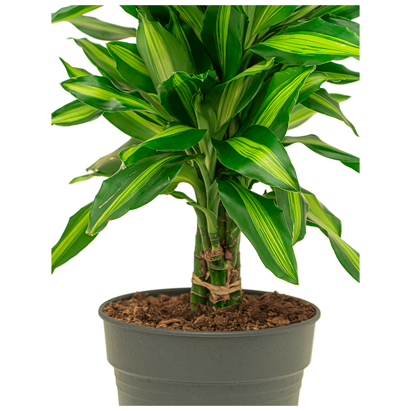 Dracaena Fragrans Cintho vertakt eenvoudig en snel online bestellen?