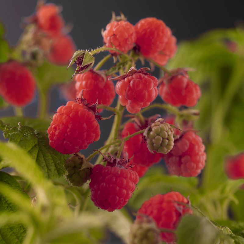 Rubus idaeus Zefa Herbsternte