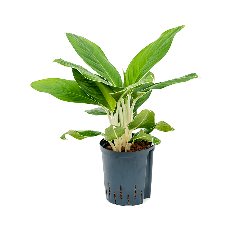 Aglaonema Cintho King