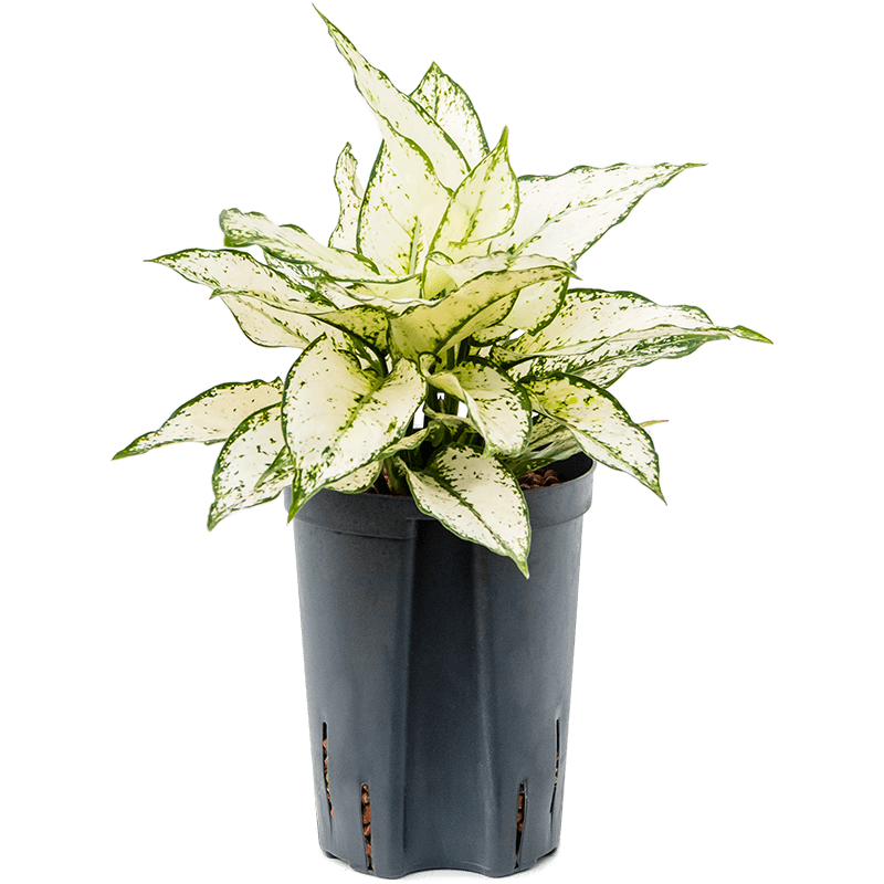 Aglaonema Kiwi