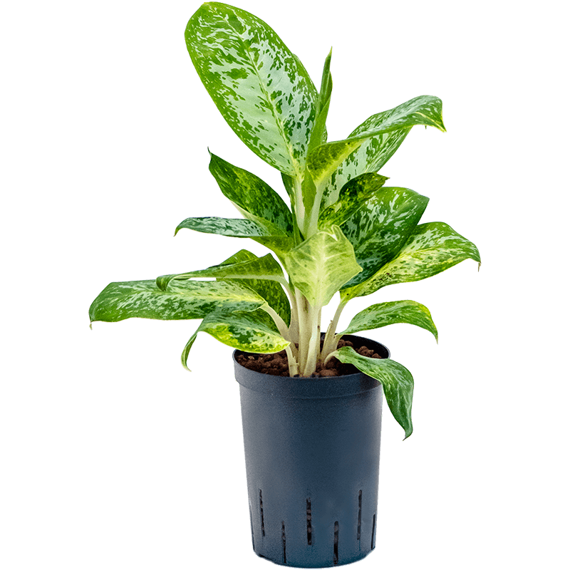 Aglaonema Pearl