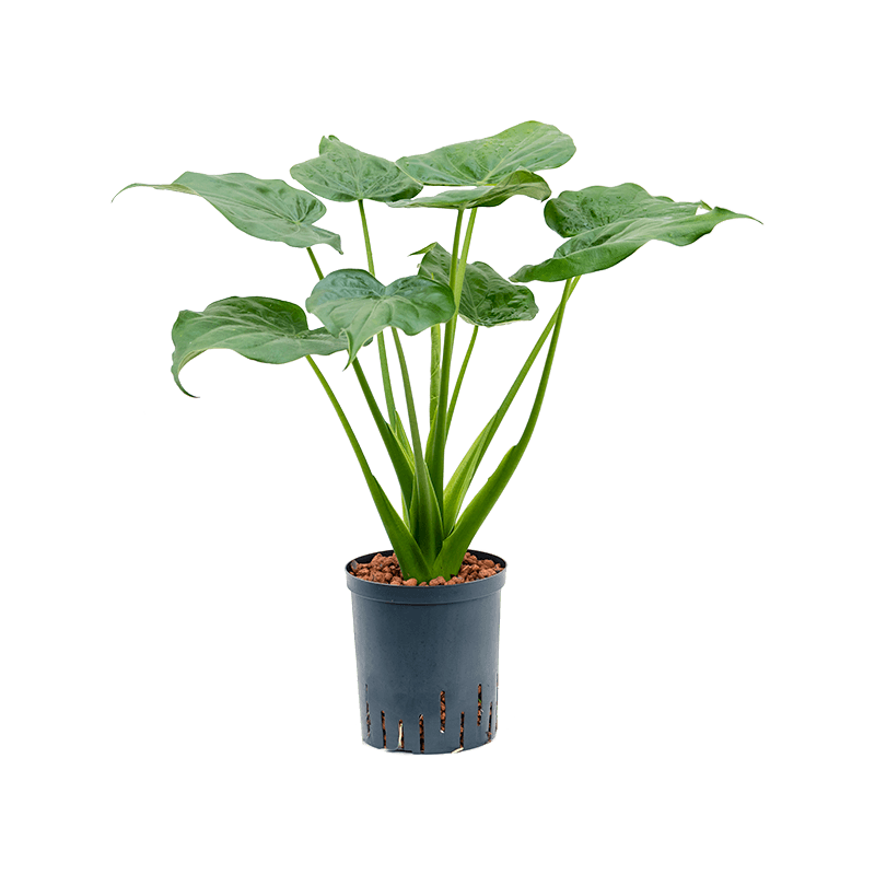 KENTIS - Alocasia Plante Hydroponique - Cucullata Alocasia dans un Élégant  Vase en Verre - Hydroculture - Vraies Plantes d'Intérieur - H 30-40 cm Pot  de Ø 12 cm : : Jardin