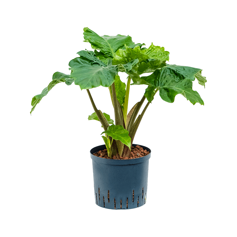 Alocasia Low Rider