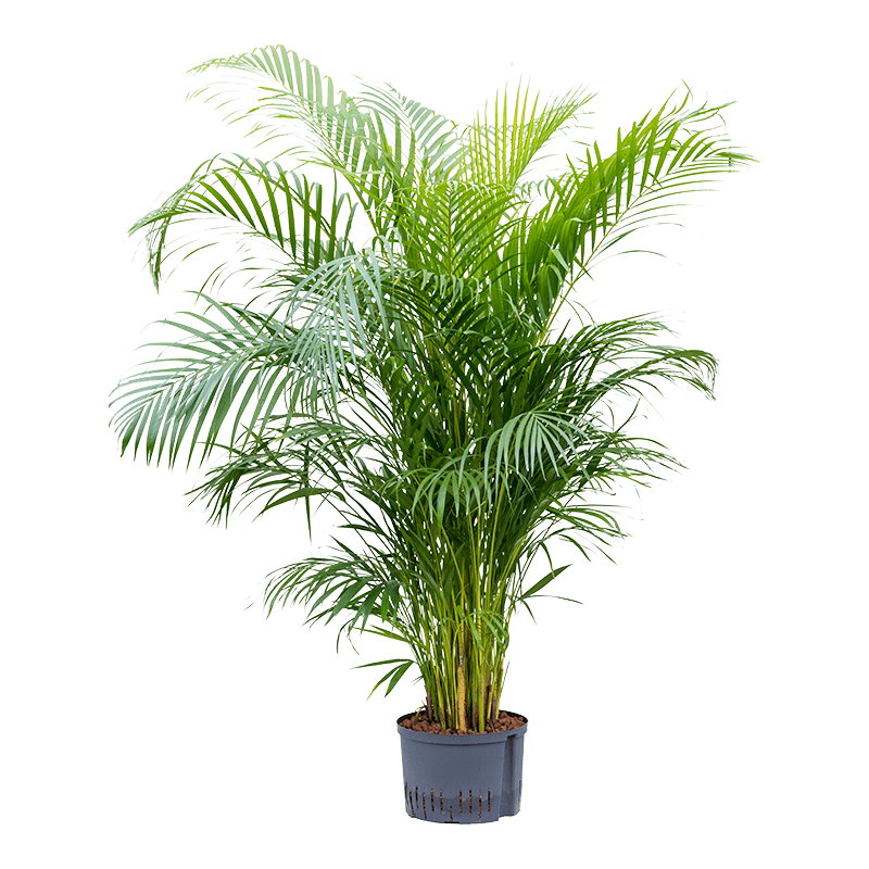 Areca Lutescens