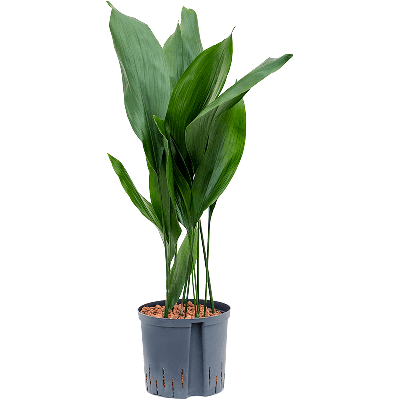 Aspidistra Elatior