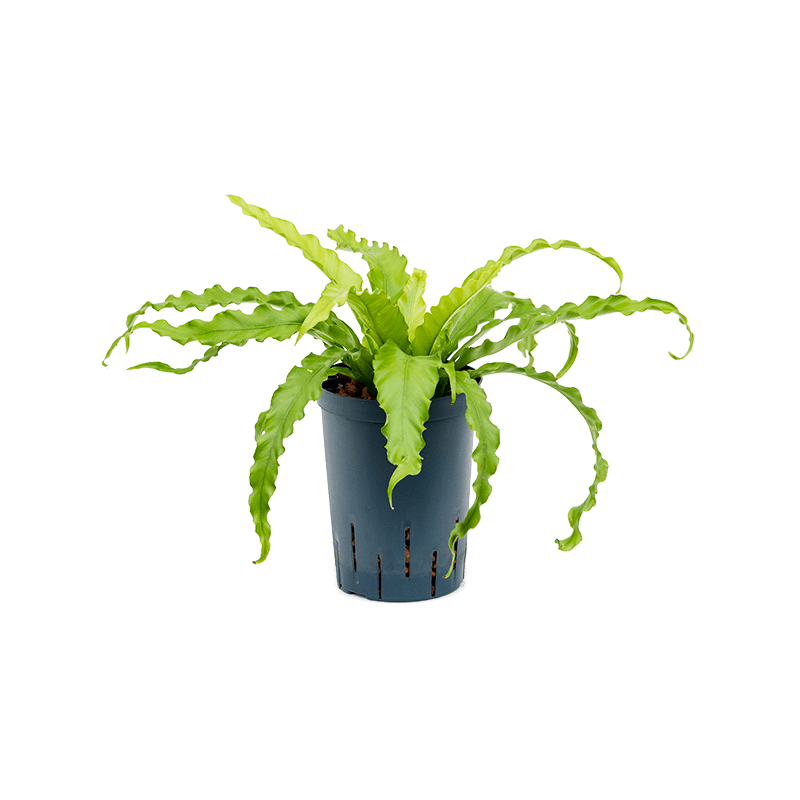 Asplenium Osaka