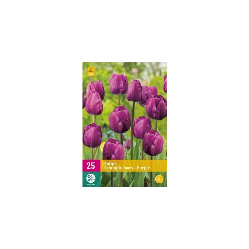 Tulipa Triumph Paars