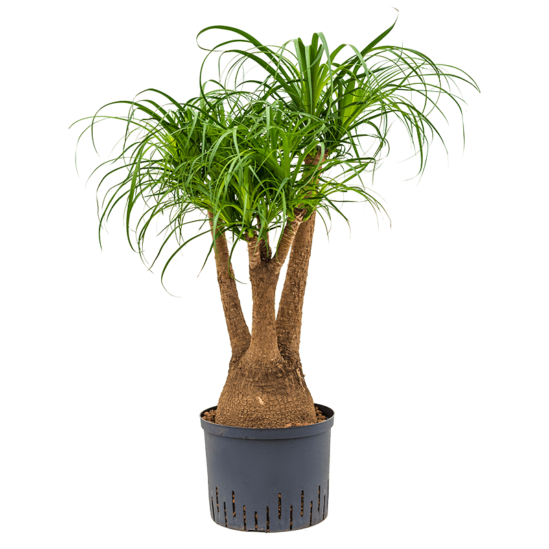 Beaucarnea Recurvata vertakt