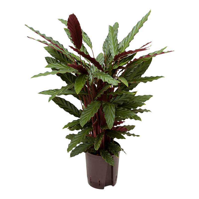 Calathea Rufibarba Wavestar