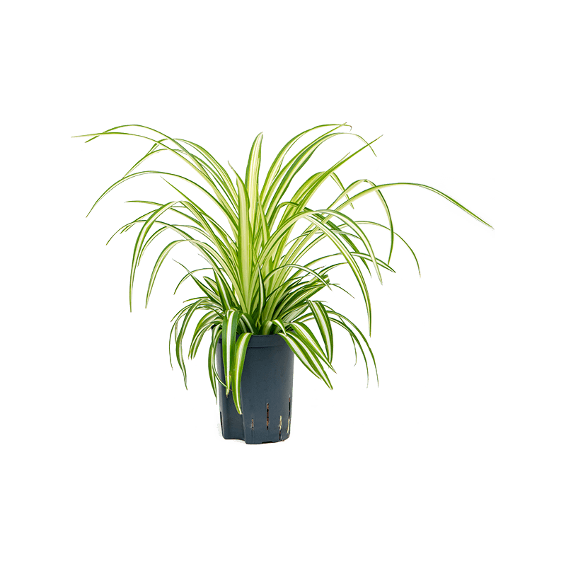 Chlorophytum Variegatum