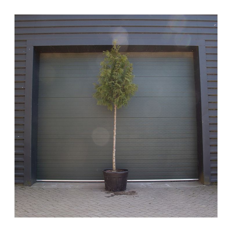 Thuja plicata Excelsa - hoogstam