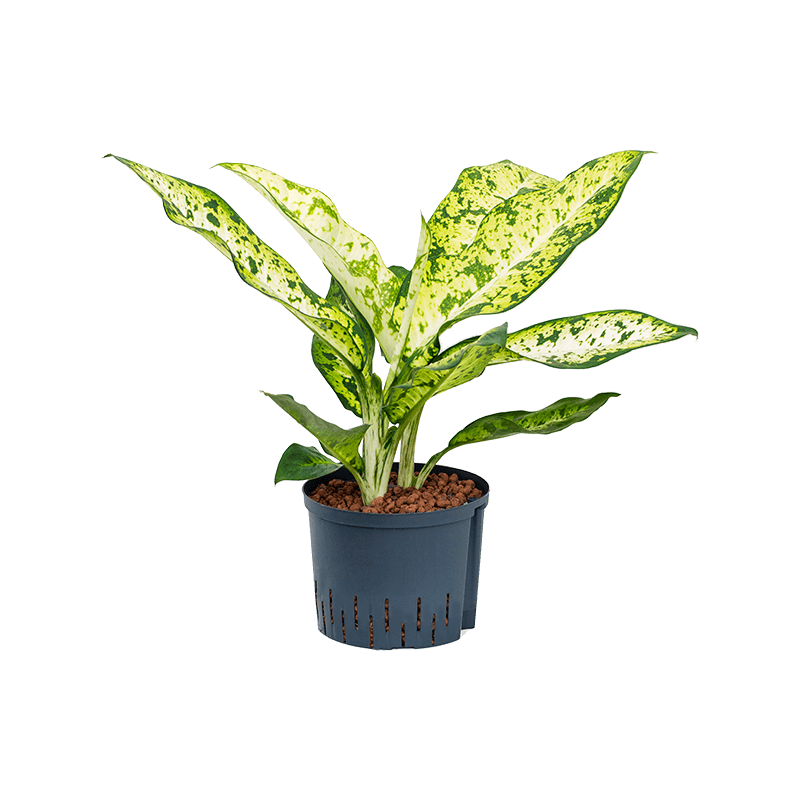 Dieffenbachia Banana