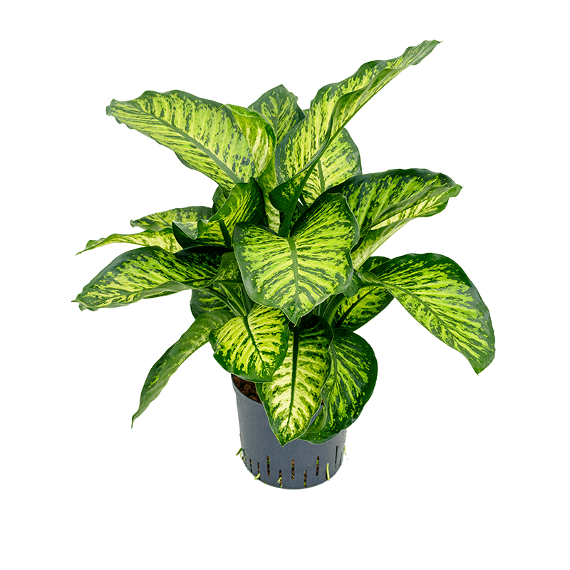 Dieffenbachia Maroba