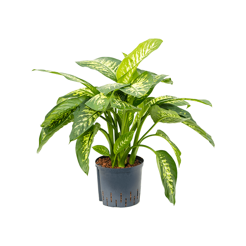 Dieffenbachia Reeva