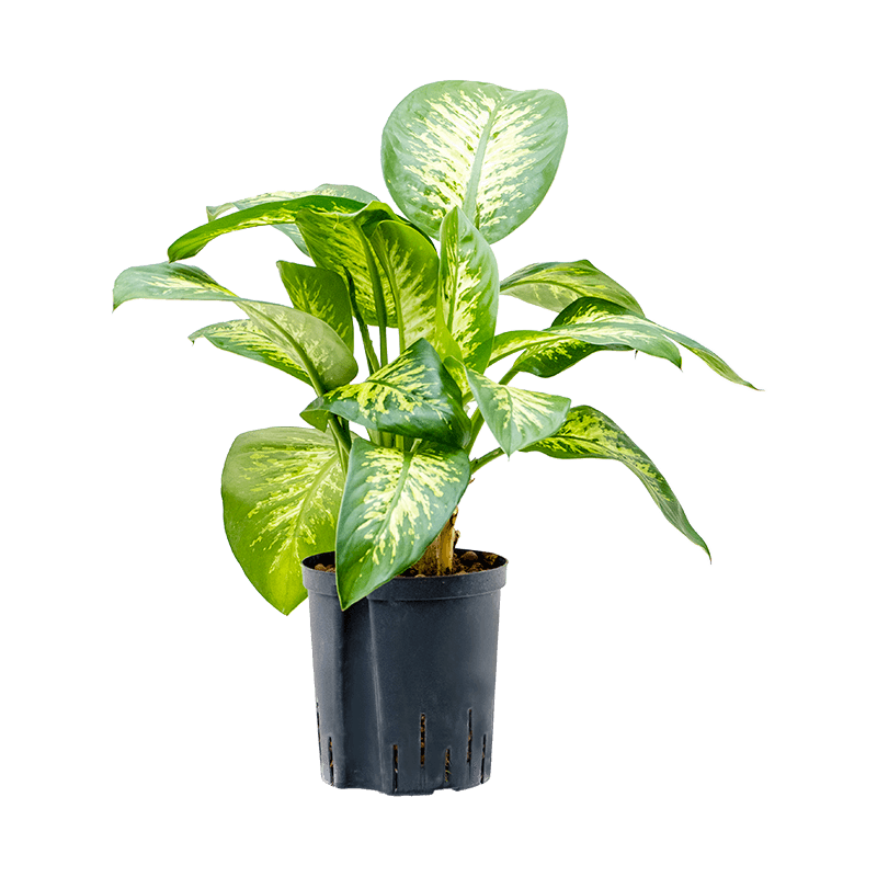 Dieffenbachia Tropic Snow