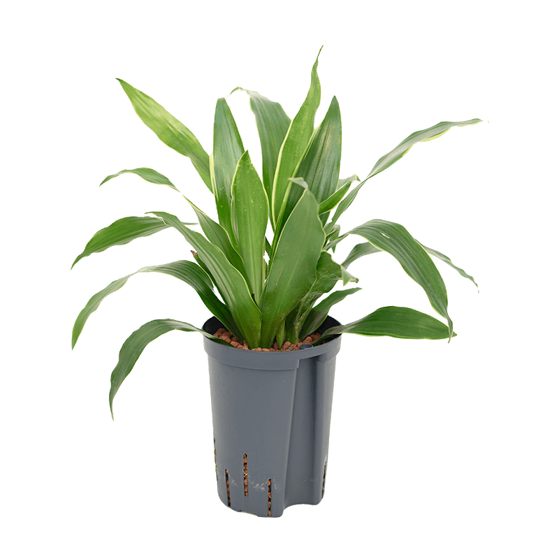 Dracaena Arturo