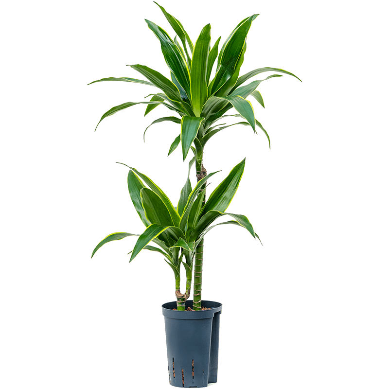 Dracaena Arturo 2-stam