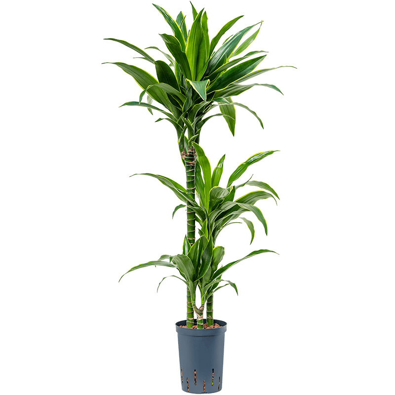 Dracaena Arturo 3-stam