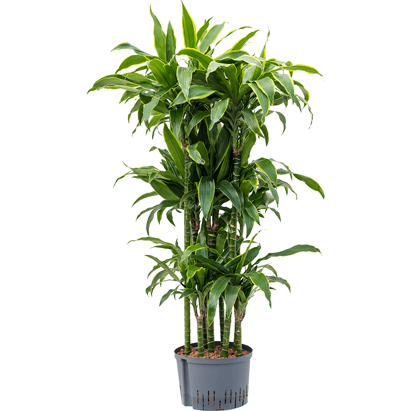 Dracaena Arturo carrousel