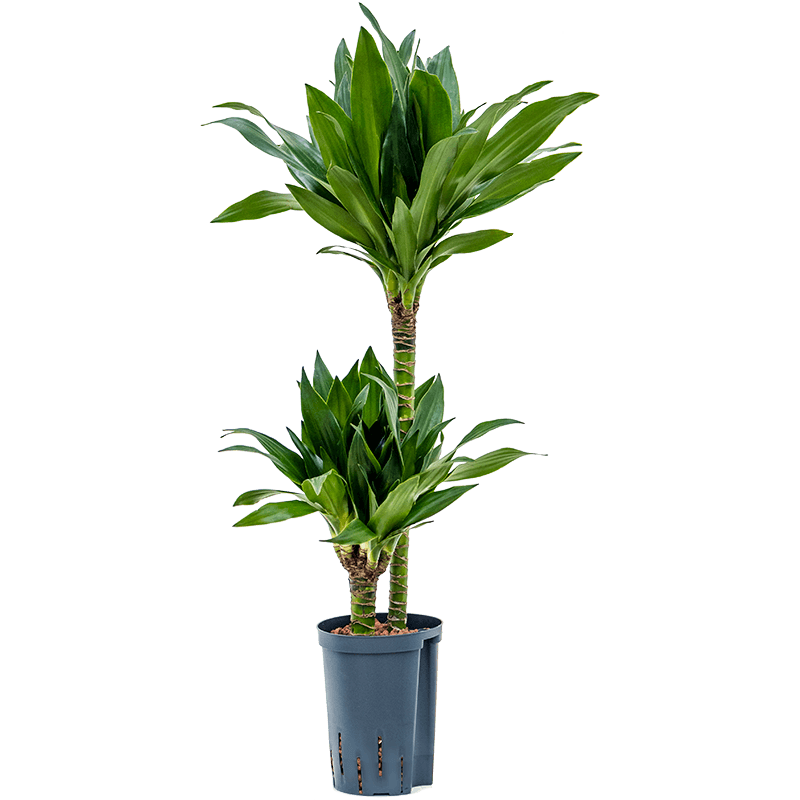 Dracaena Black Jack 2-stam