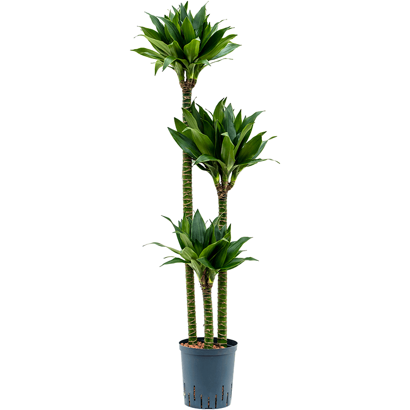 Dracaena Black Jack 3-stam