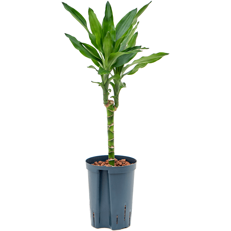 Dracaena Burundii 